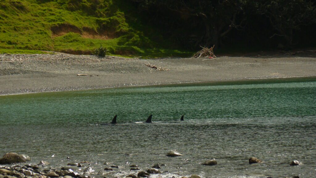 Stony Bay, Coromandel, orkák