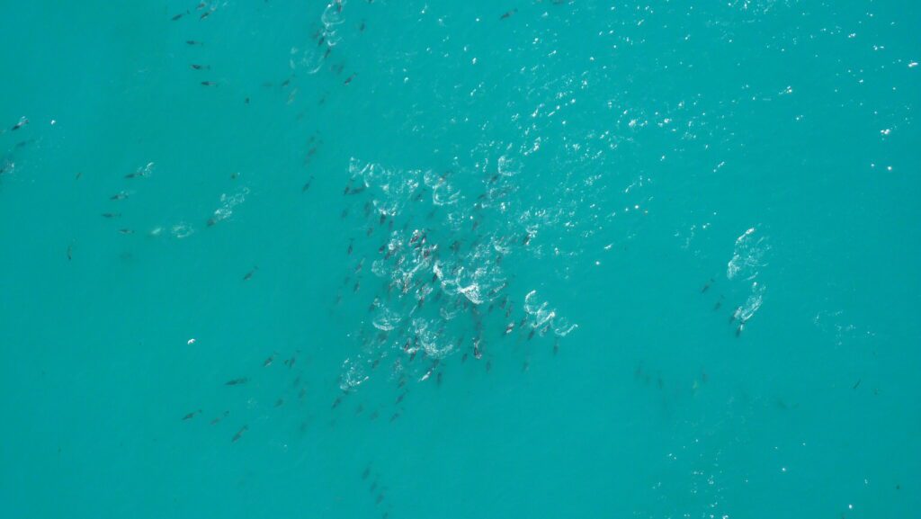 Delfinles Kaikoura