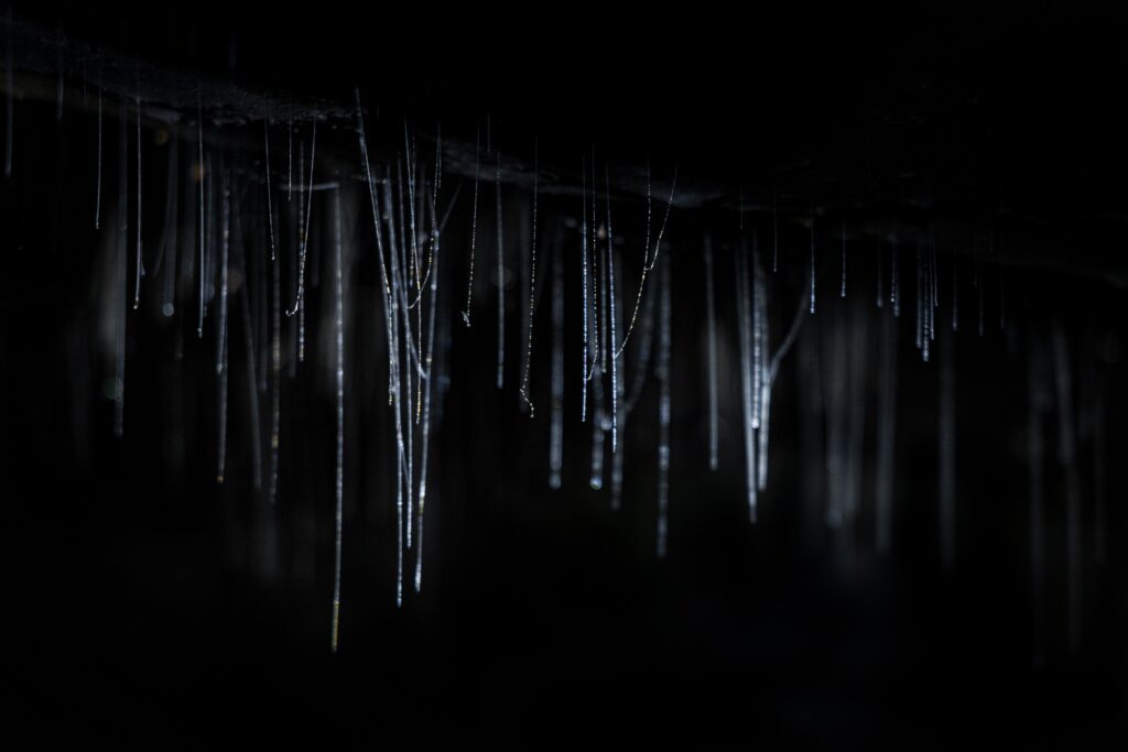 glowworm Új-Zéland
